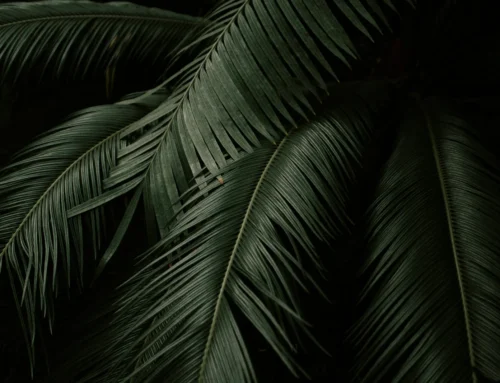 Forest Bathing Guide for Retreat Facilitators: Science-Backed Nature Meditation Benefits