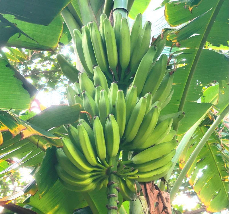 Fresh bananas growing on a tree as part of fruit foraging at Brisa Bahía.