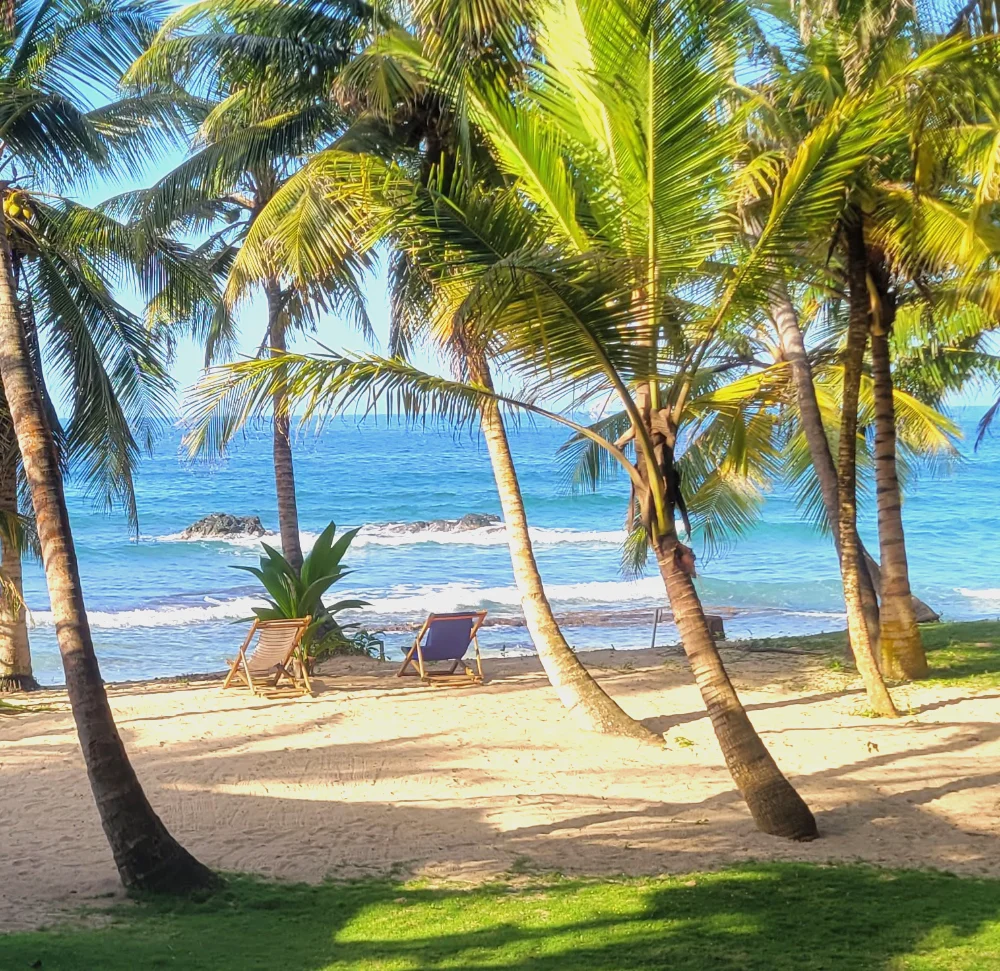 Tropical Beach View. Palm trees lining a sandy beach with ocean views at Brisa Bahía.