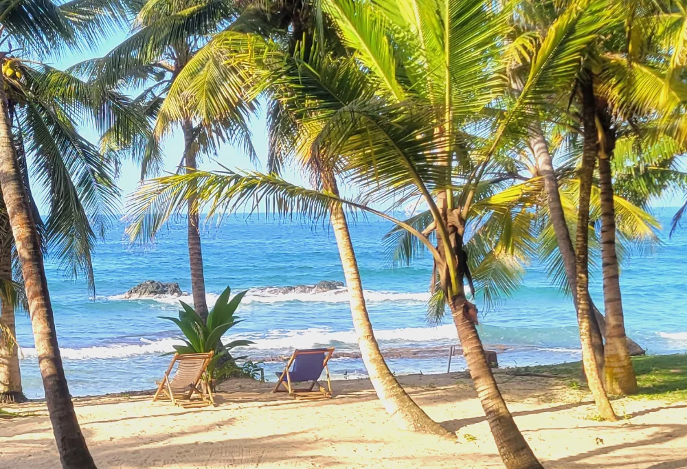 Palm trees lining a sandy beach with ocean views at Brisa Bahía.