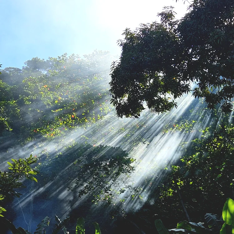 Sunlight streaming through trees in a quiet meditation area surrounded by tropical forest.