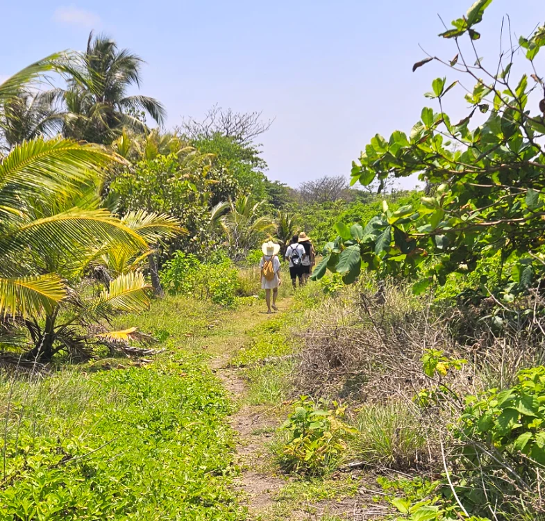 Jungle trail winding through tropical vegetation at Brisa Bahía retreat center.