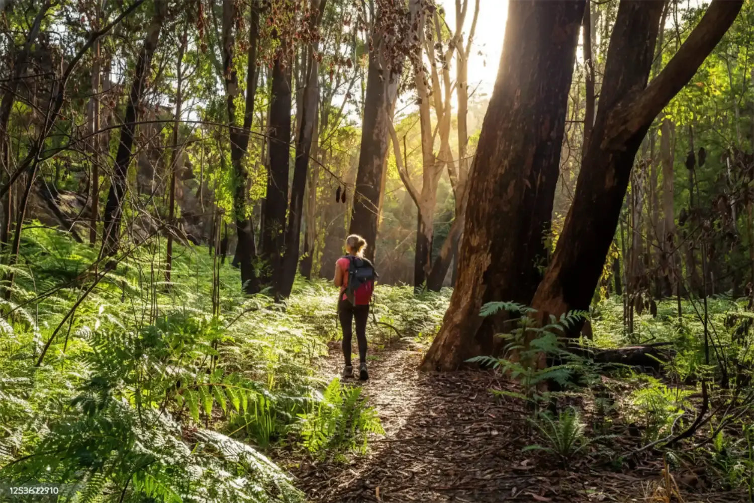 Peaceful forest meditation scene with natural light